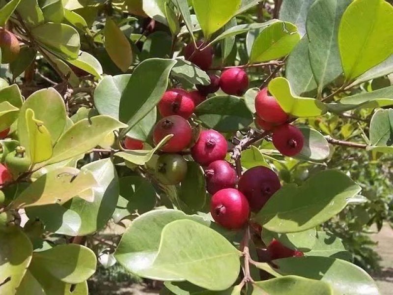草莓味番石榴苗红皮番石榴苗2年苗包邮包存活