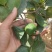 草莓味番石榴苗红皮番石榴苗2年苗包邮包存活