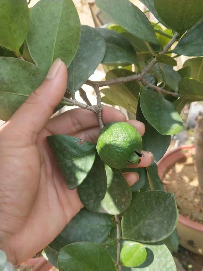 草莓味番石榴苗红皮番石榴苗2年苗包邮包存活