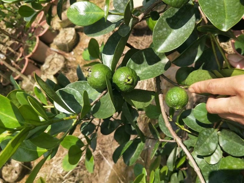 草莓味番石榴苗红皮番石榴苗2年苗包邮包存活