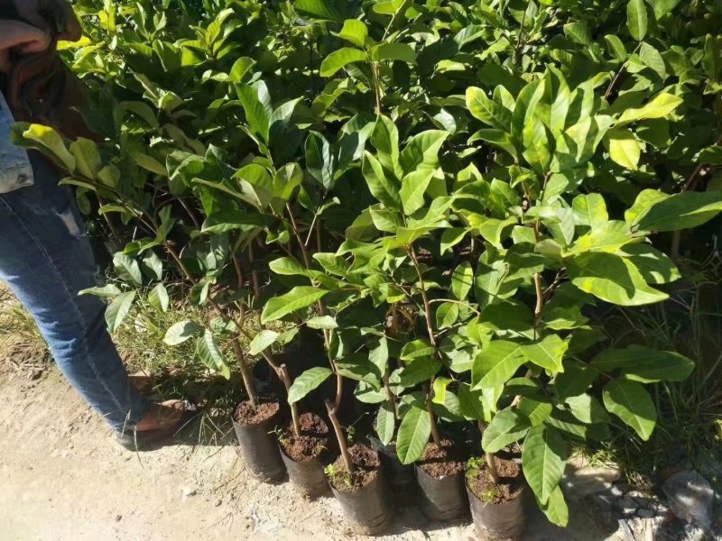 草莓味番石榴苗红皮番石榴苗2年苗包邮包存活