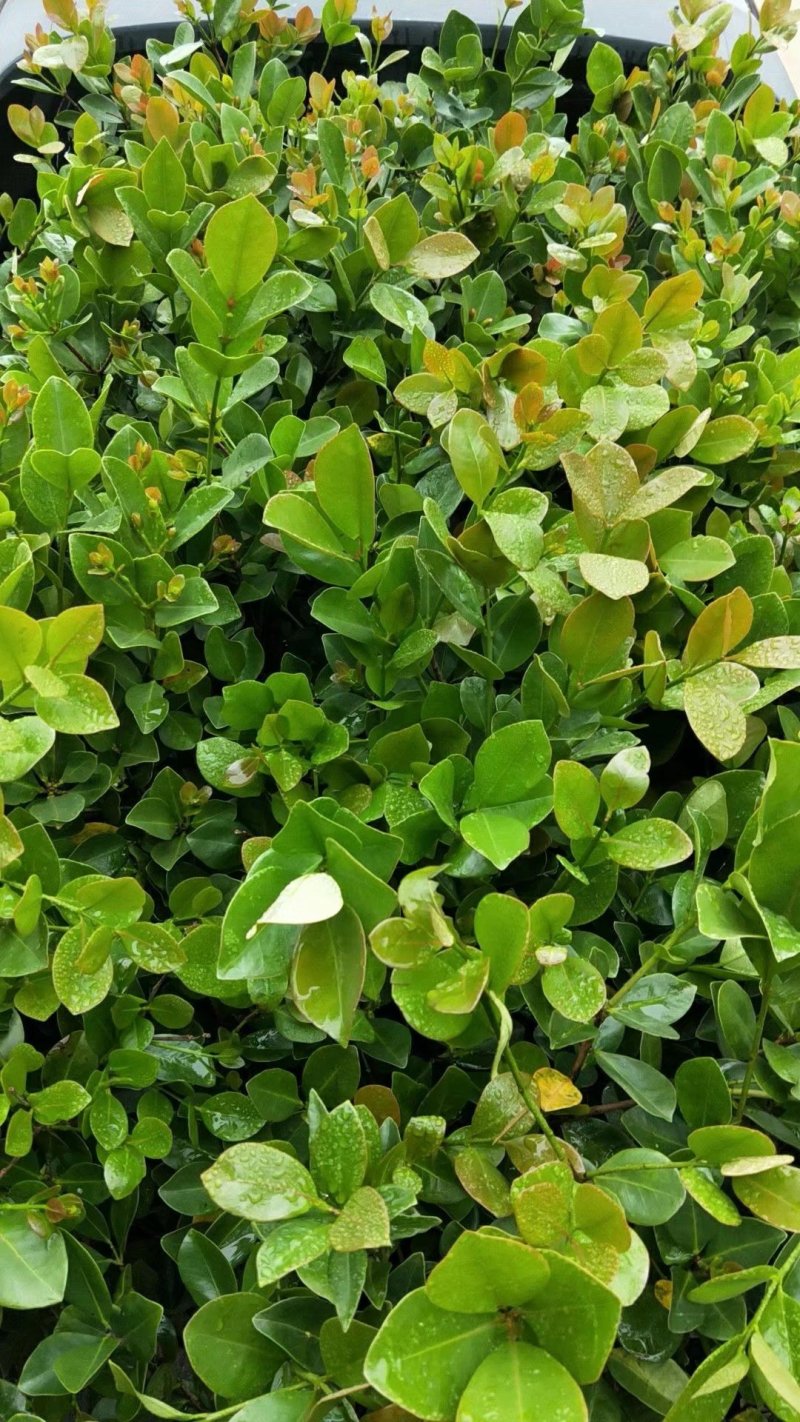 草莓味番石榴苗红皮番石榴苗2年苗包邮包存活