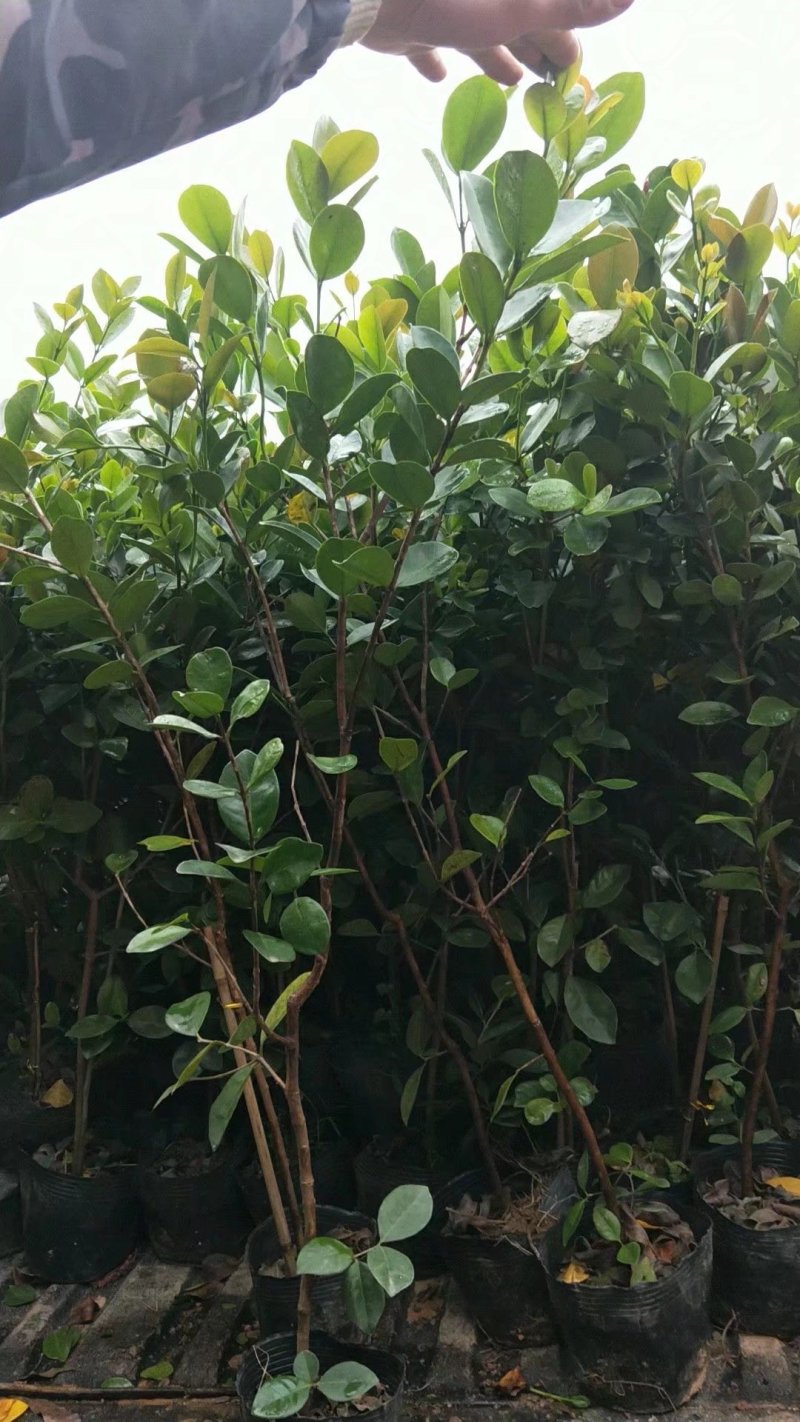 草莓味番石榴苗红皮番石榴苗2年苗包邮包存活