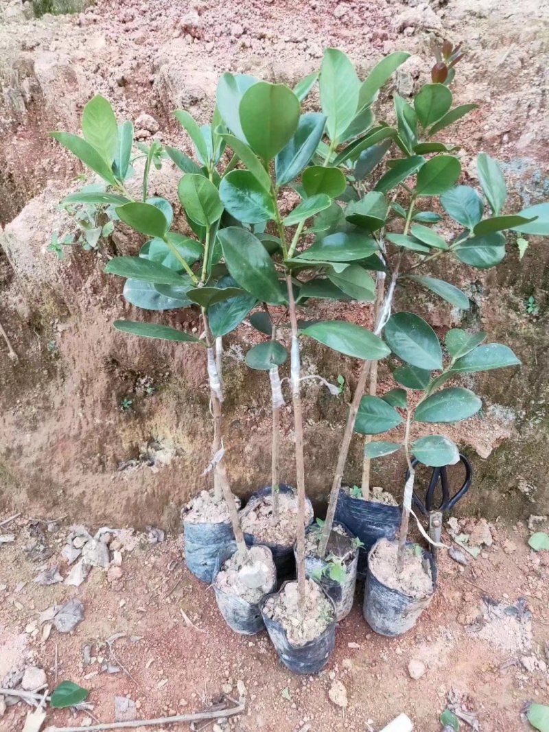 草莓味番石榴苗红皮番石榴苗2年苗包邮包存活