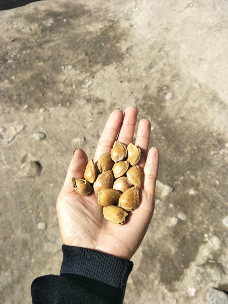 开口杏核。奶香小龙。。。。。。。。。。。。