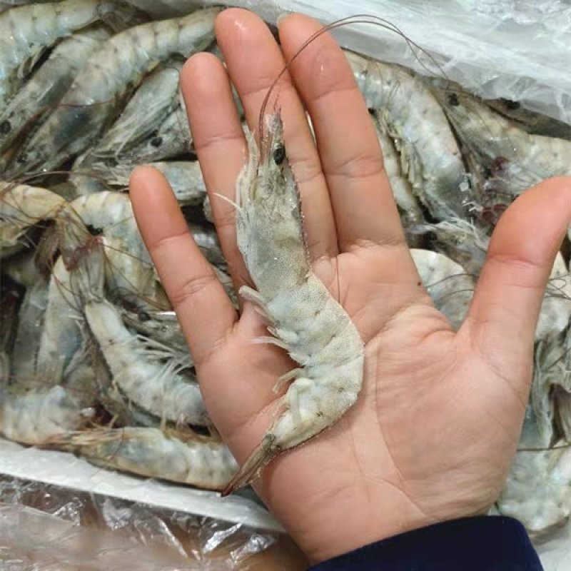 南美白对虾整箱6盒海捕新鲜鲜活速冻海虾大虾子海鲜包邮