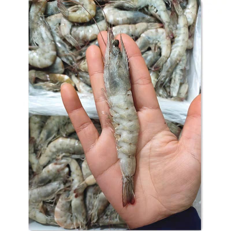南美白对虾整箱6盒海捕新鲜鲜活速冻海虾大虾子海鲜包邮