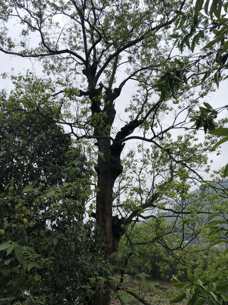 四川乌桕|宜宾乌桕|重庆乌桕