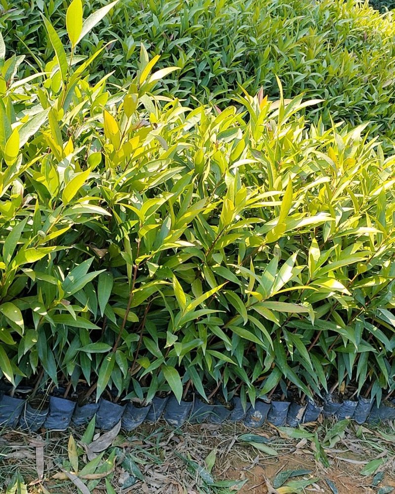 水蒲桃苗庭院绿化果树苗观叶观花观果