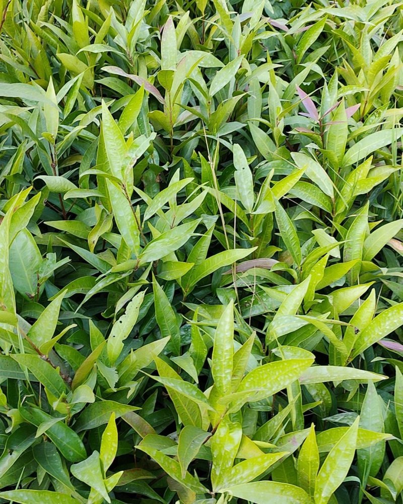 水蒲桃苗庭院绿化果树苗观叶观花观果