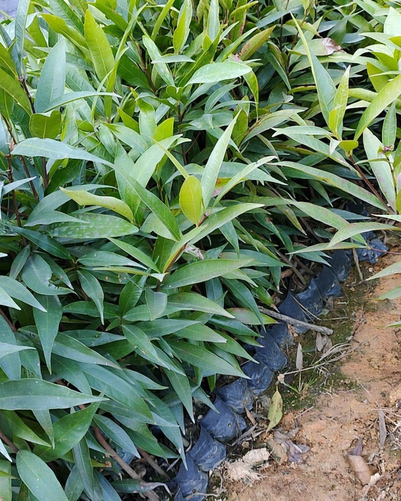 水蒲桃苗庭院绿化果树苗观叶观花观果