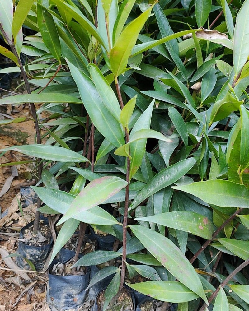 水蒲桃苗庭院绿化果树苗观叶观花观果