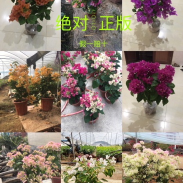 三角梅各种品种小苗盆栽基地直销一手货源