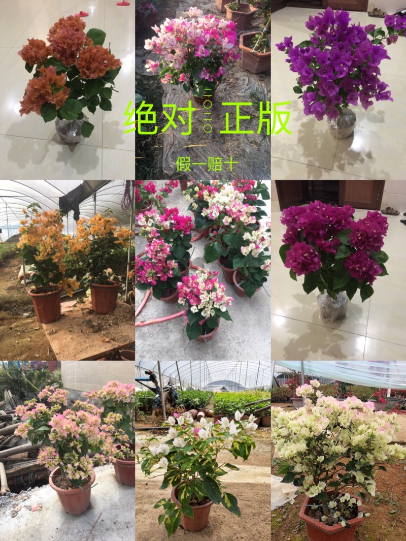 三角梅各种品种小苗盆栽基地直销一手货源