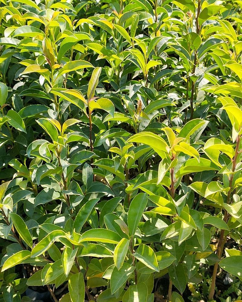 铁冬青苗万紫千红白银香庭院园林工程绿化树种