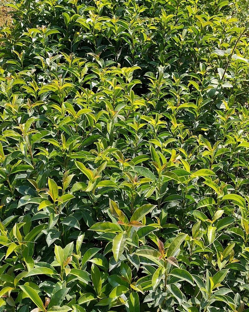 铁冬青苗万紫千红白银香庭院园林工程绿化树种