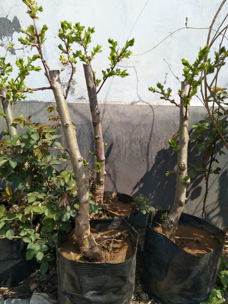 【推荐】优质山楂苗基地直发包成活包品种诚信经营放心苗