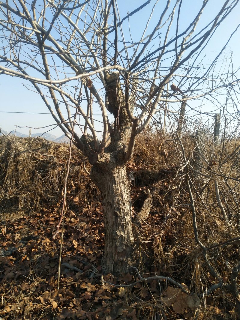 【推荐】优质山楂苗基地直发包成活包品种诚信经营放心苗