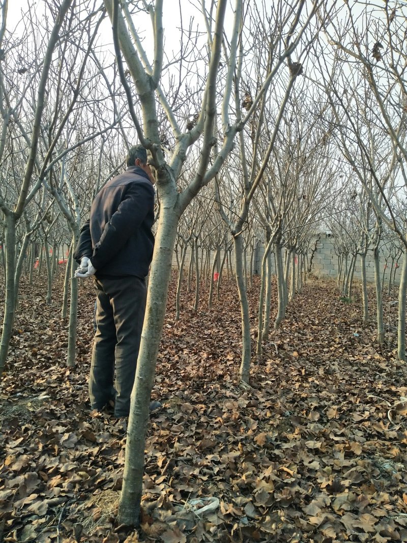 【推荐】优质山楂苗基地直发包成活包品种诚信经营放心苗