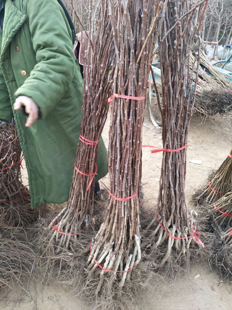 【推荐】优质山楂苗基地直发包成活包品种诚信经营放心苗