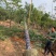 美丽异木棉美人树胸径10-50公分