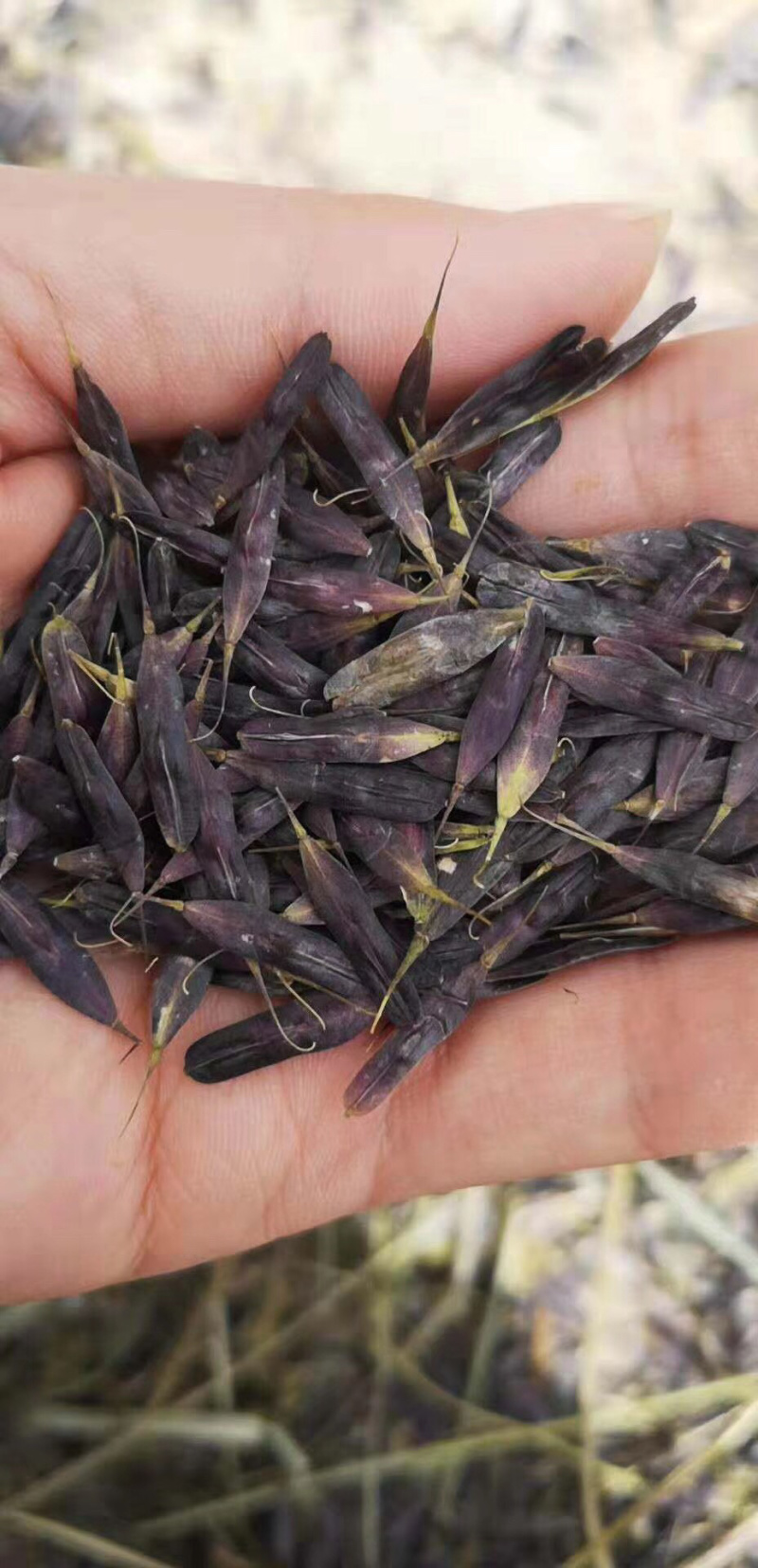 纯新产板蓝根子，基地一手货源，出芽率高量大从优