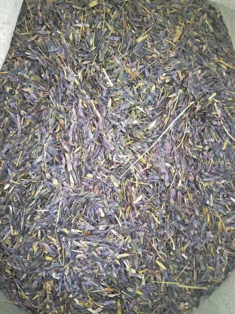 纯新产板蓝根子，基地一手货源，出芽率高量大从优