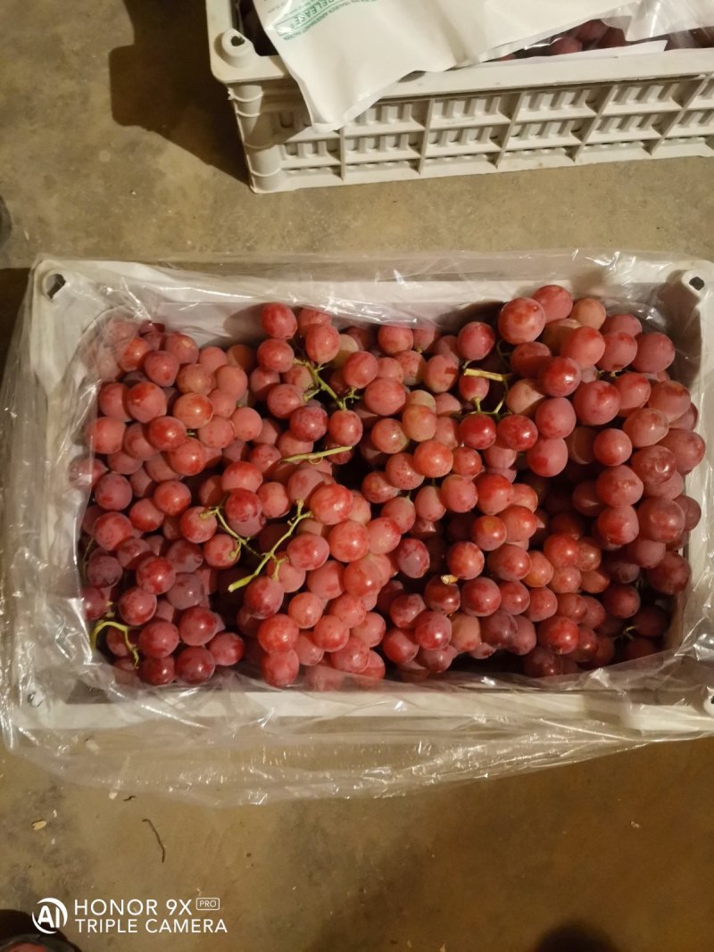 【优选】张家口精品红提葡萄，塑料筐泡沫箱包装常年供应