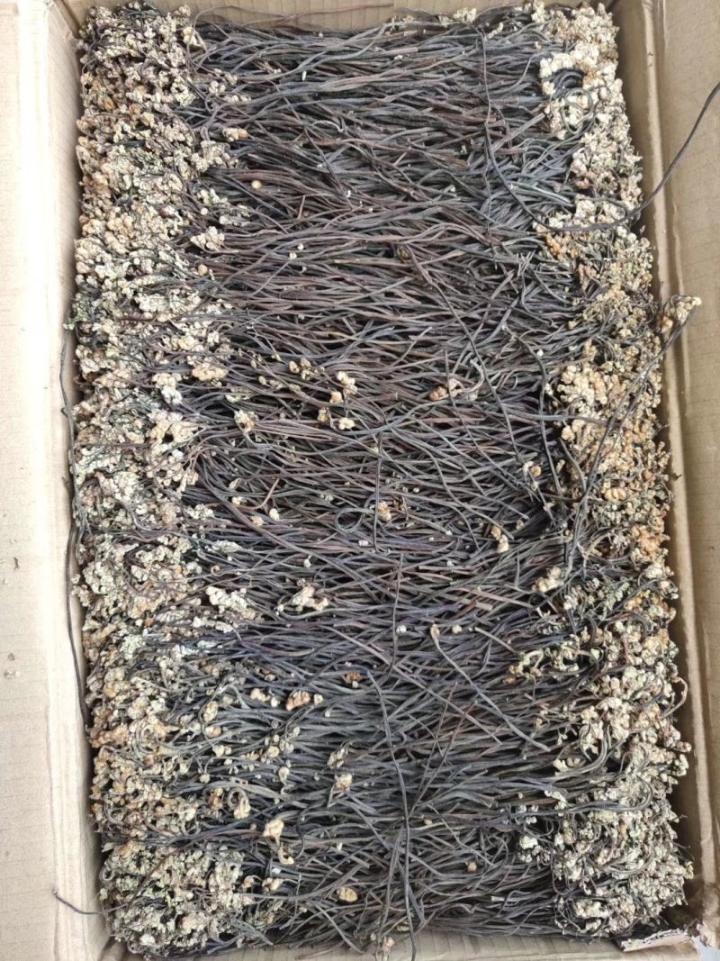 蕨菜干，干度好，没有老化跟，没有杂质