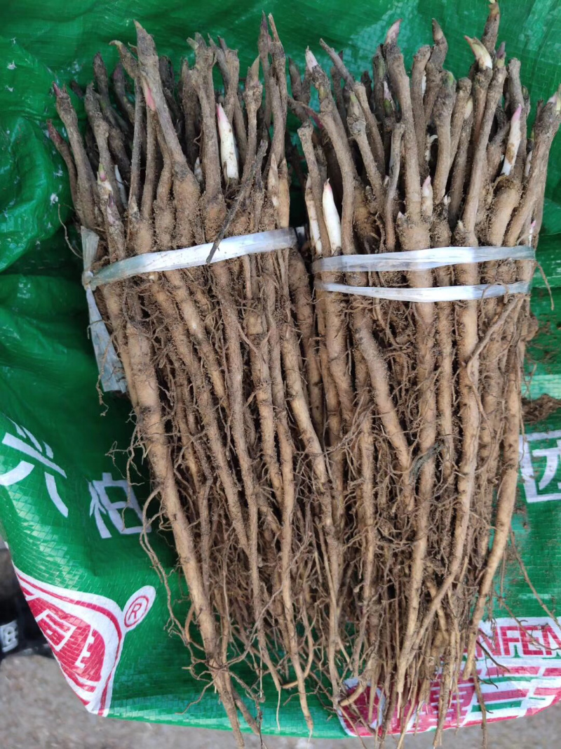 优质油用牡丹苗（可观赏可药用）基地直发量大从优