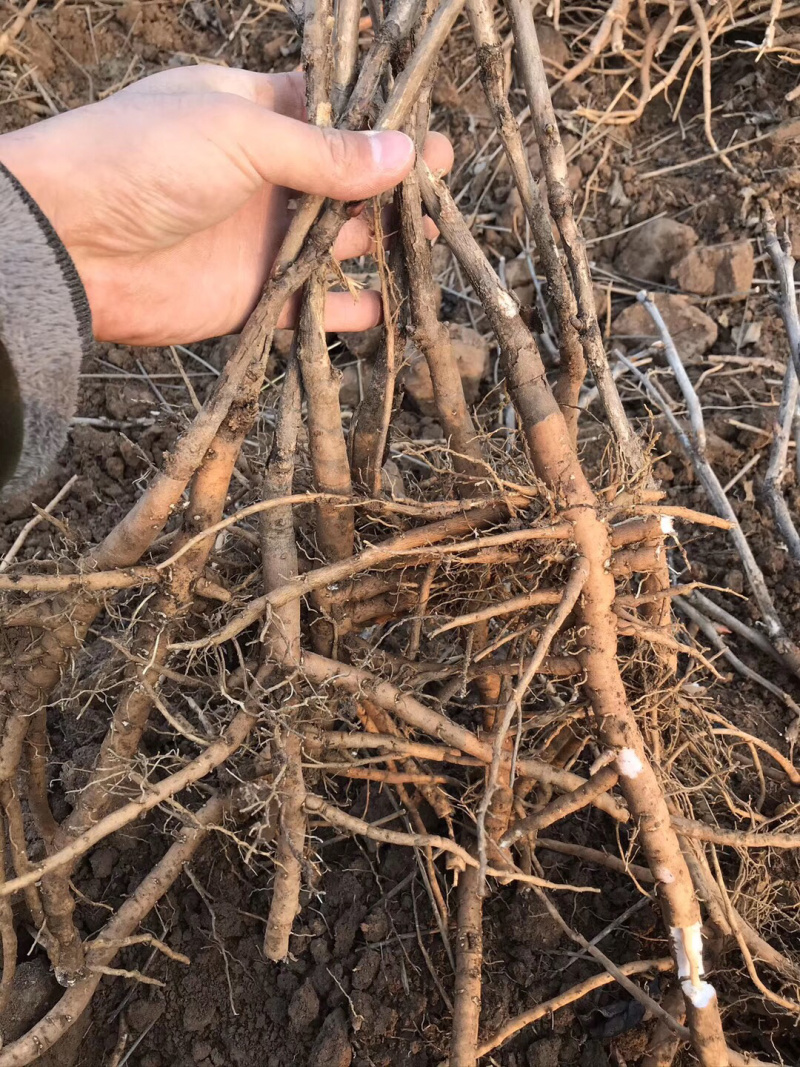 优质油用牡丹苗（可观赏可药用）基地直发量大从优