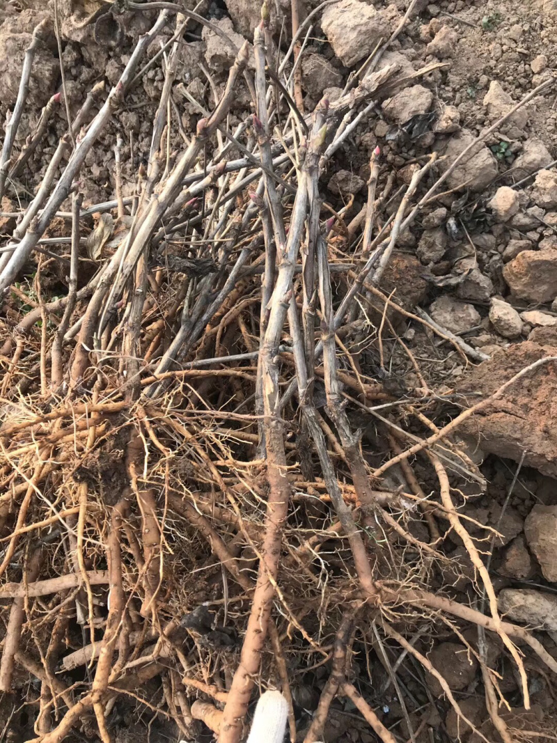 优质油用牡丹苗（可观赏可药用）基地直发量大从优