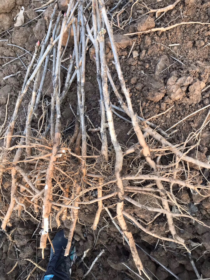 优质油用牡丹苗（可观赏可药用）基地直发量大从优