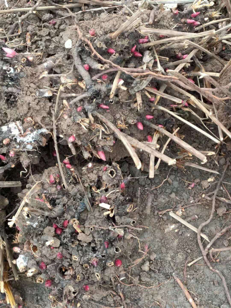 优质原颗白芍（可观赏可药用）基地直发量大从优