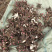 优质原颗白芍（可观赏可药用）基地直发量大从优