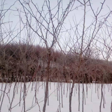 8年皂角树本溪桓仁无中间商几点集合喜欢喜欢