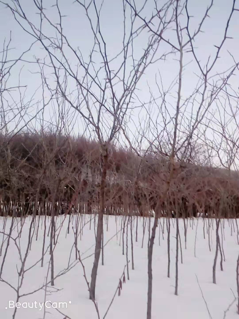 8年皂角树本溪桓仁无中间商几点集合喜欢喜欢