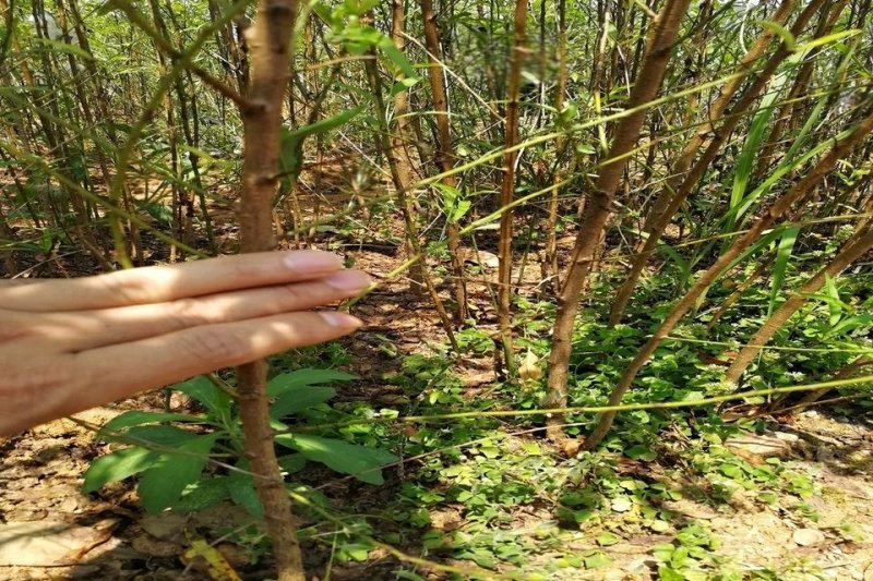 毛桃苗桃树苗毛桃树苗占地拆迁苗毛桃桃树原苗