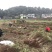 毛桃苗桃树苗毛桃树苗占地拆迁苗毛桃桃树原苗
