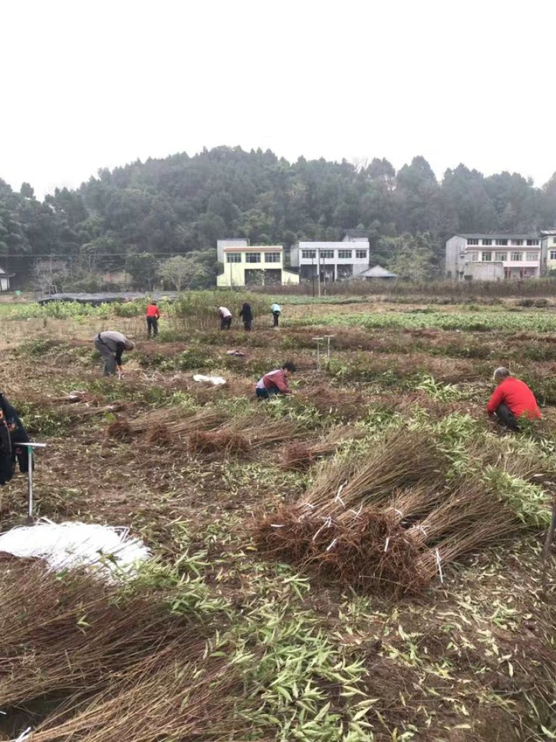 毛桃苗桃树苗毛桃树苗占地拆迁苗毛桃桃树原苗