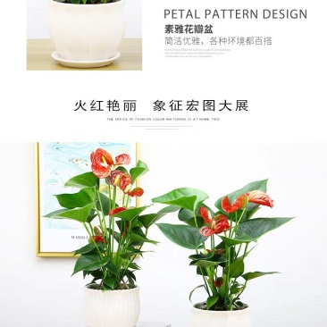 红掌火鹤鸿运当头绿植花卉盆栽办公室内外水培植物客厅卧室吸