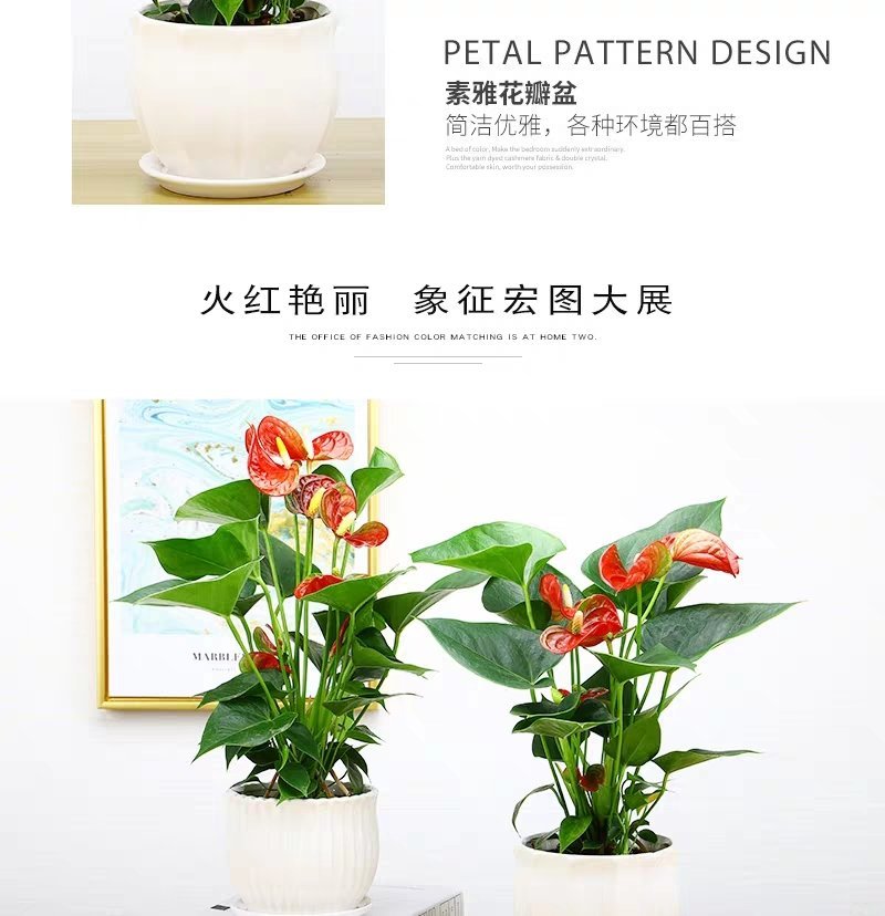 红掌火鹤鸿运当头绿植花卉盆栽办公室内外水培植物客厅卧室吸
