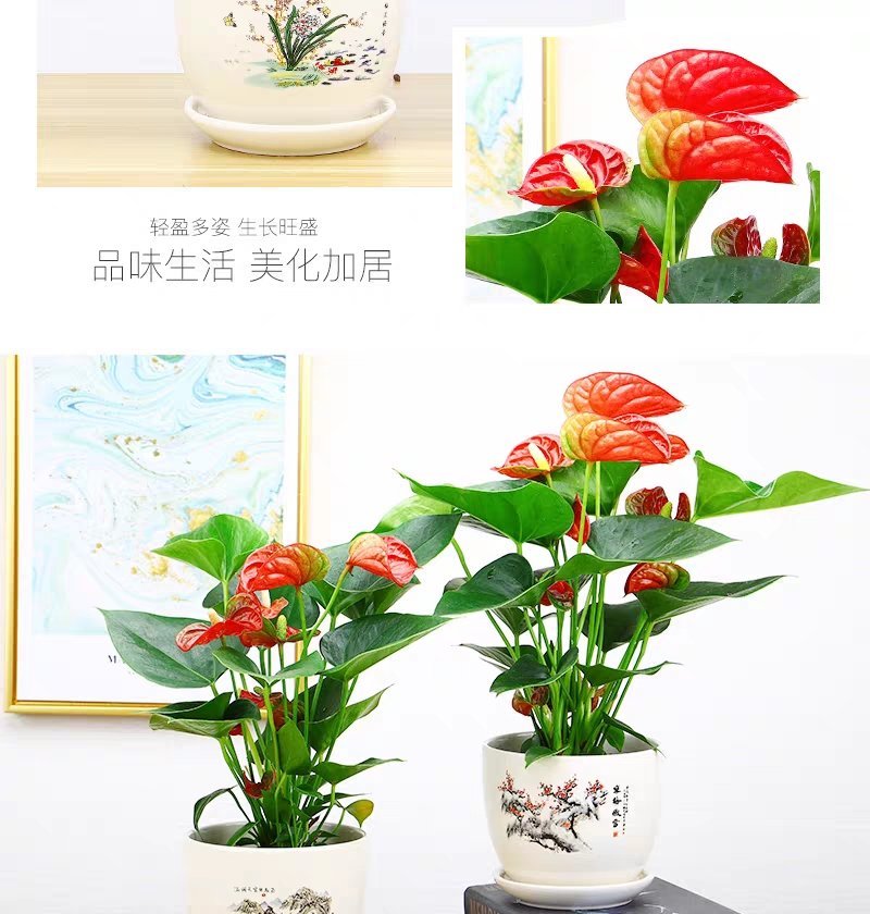 红掌火鹤鸿运当头绿植花卉盆栽办公室内外水培植物客厅卧室吸