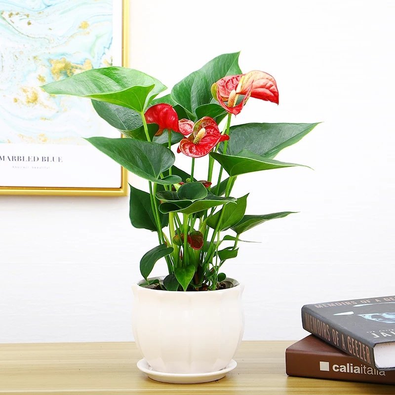 红掌火鹤鸿运当头绿植花卉盆栽办公室内外水培植物客厅卧室吸
