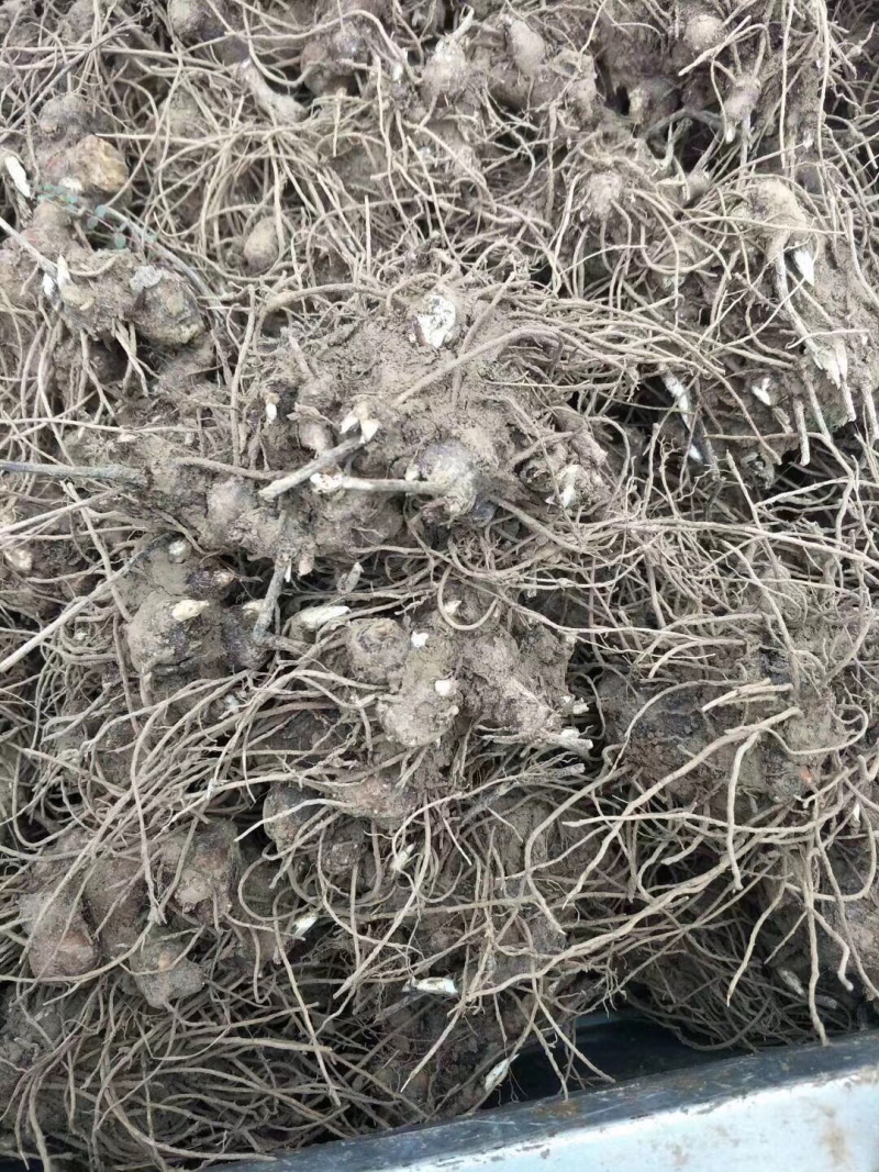白茶苍术种苗，自家基地直发包成活技术指导量大从优