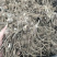 白茶苍术种苗，自家基地直发包成活技术指导量大从优