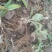 白茶苍术种苗，自家基地直发包成活技术指导量大从优