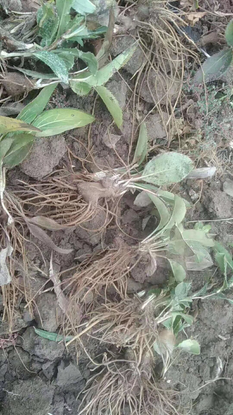 白茶苍术种苗，自家基地直发包成活技术指导量大从优