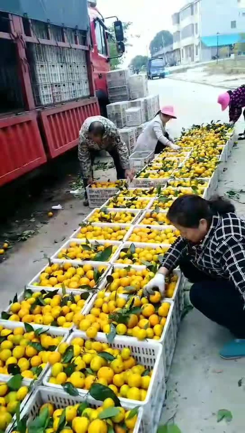 椪柑芦柑柑橘类大别山