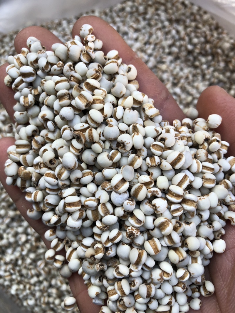 薏米仁薏仁米薏苡仁薏米贵州薏米仁无硫无添加一公斤起批